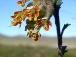 Glumicalyx lesuticus exserted anthers